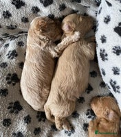 Maltipoo dogs - Advert 1