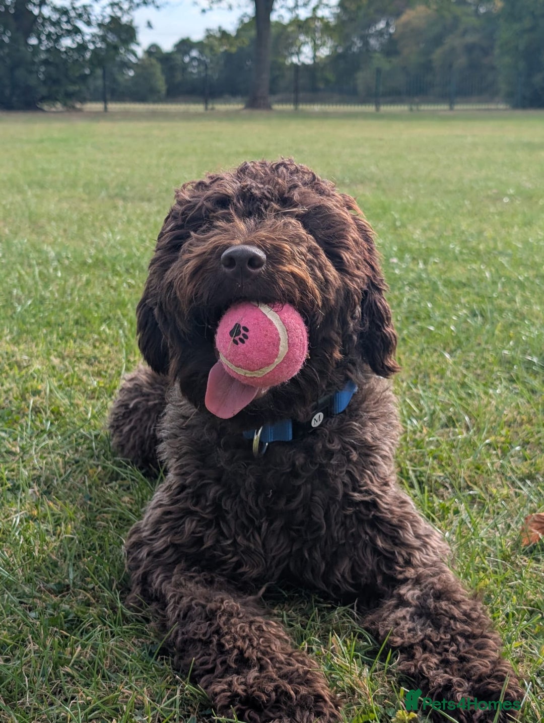 Spanish Water Dog dogs for sale: Spanish Water Dogs - expected in the New Year. - Advert 6