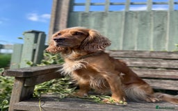 Cocker Spaniel dogs for sale: Working Cocker Spaniels  - Image 10