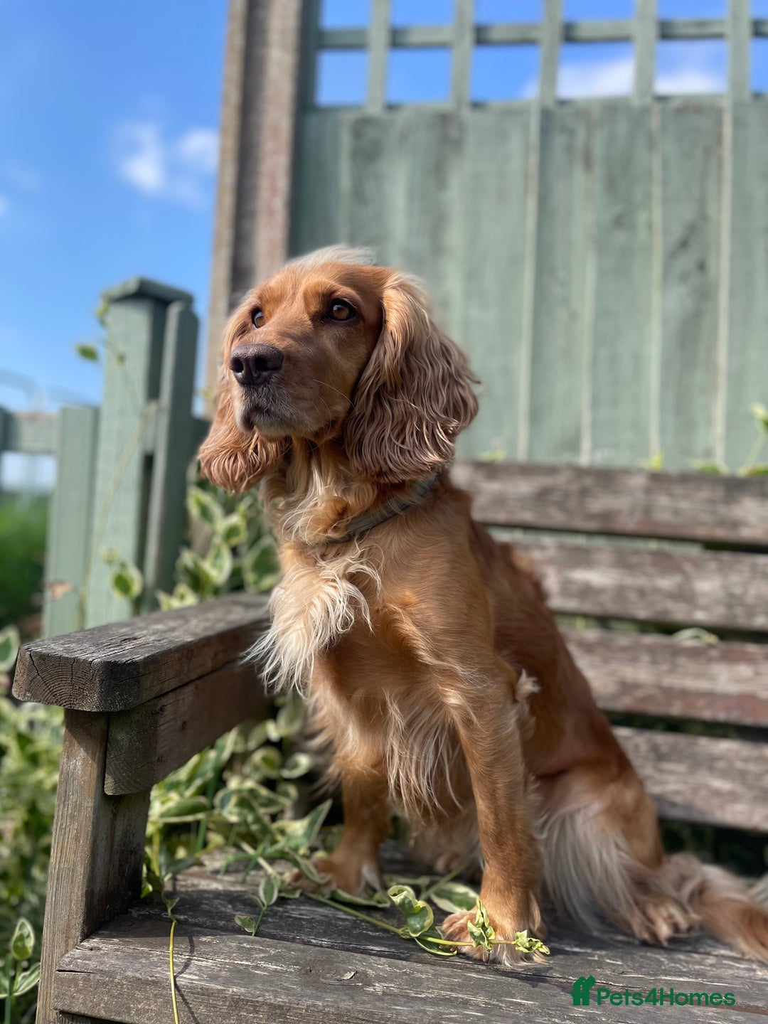 Cocker Spaniel dogs for sale: Working Cocker Spaniels  - Image 10