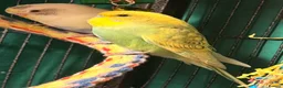 Budgerigars birds for sale: Bonded birds 10 week  budgies young  wa7  - Advert 6