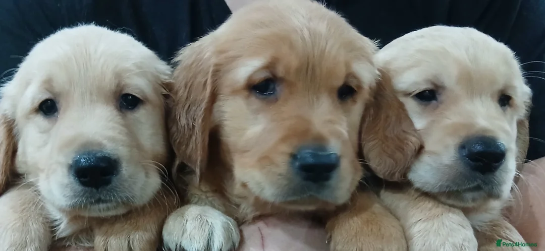 Golden Retriever dogs for sale: Chunky KC registered golden retrievers  - Advert 8