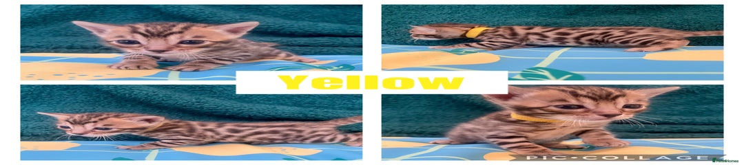 Mr.Yellow 