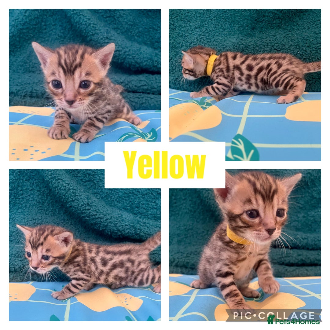 Bengal cats for sale: Beautiful Bengal Kittens  - Image 6