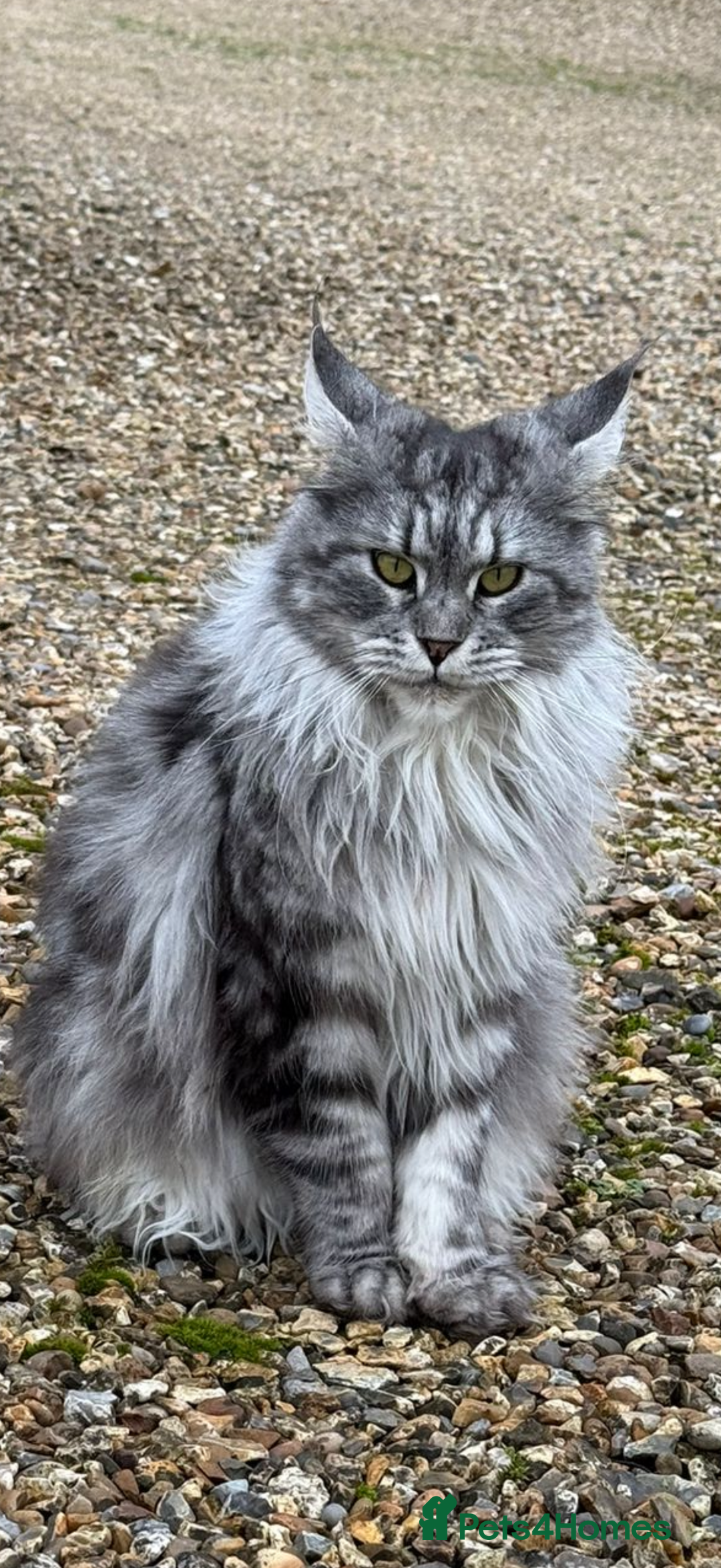 Maine Coon cats for sale: Outstanding pedigree kittens ACTIVE - Advert 18