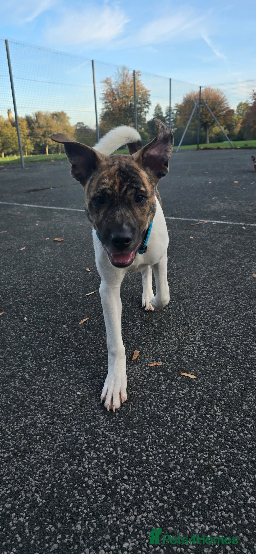 Mixed Breed dogs for sale: Bullmastiif Cross American Akita - Advert 4