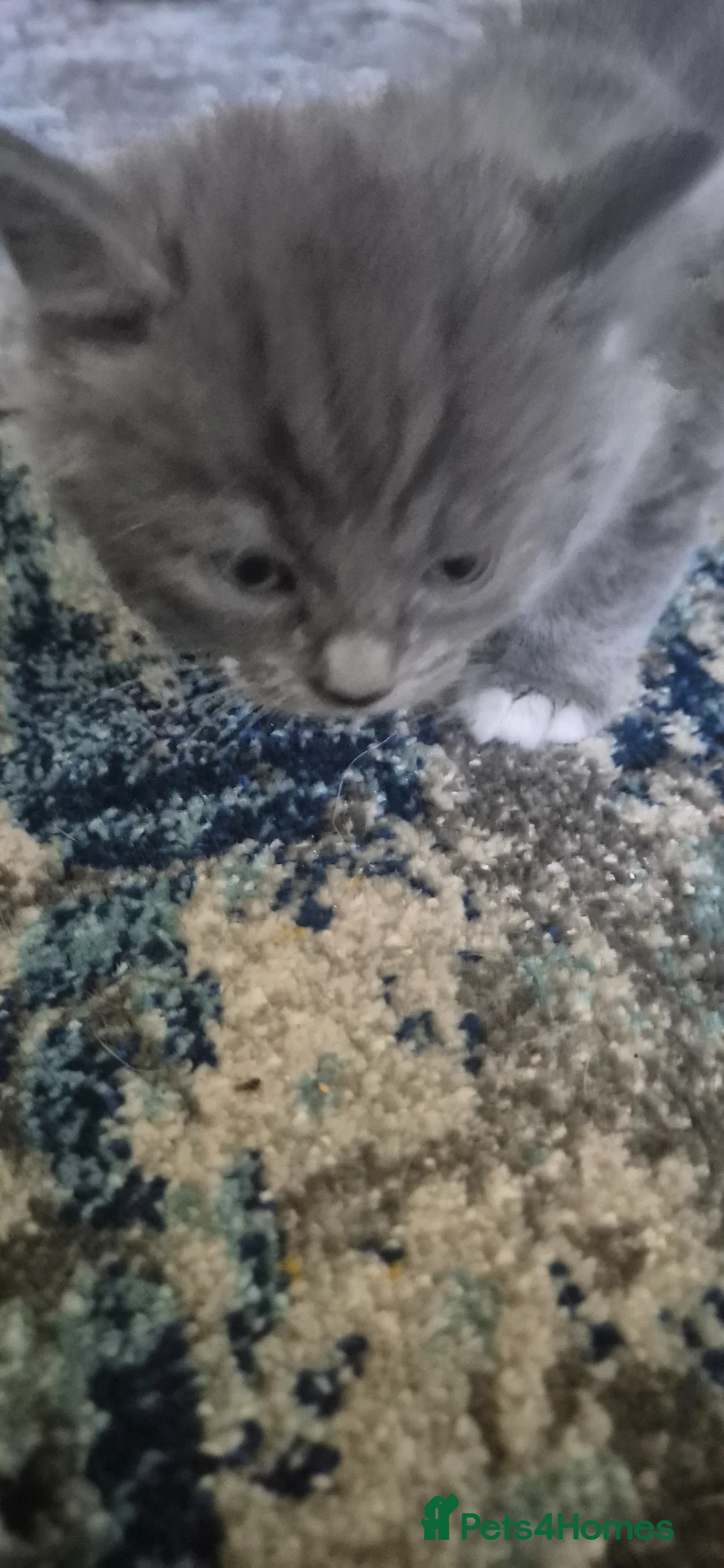 Mixed Breed cats for sale: Kitten's  - Advert 1