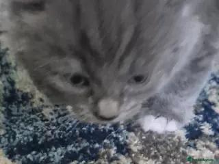 Mixed Breed cats Kitten's - Advert 6