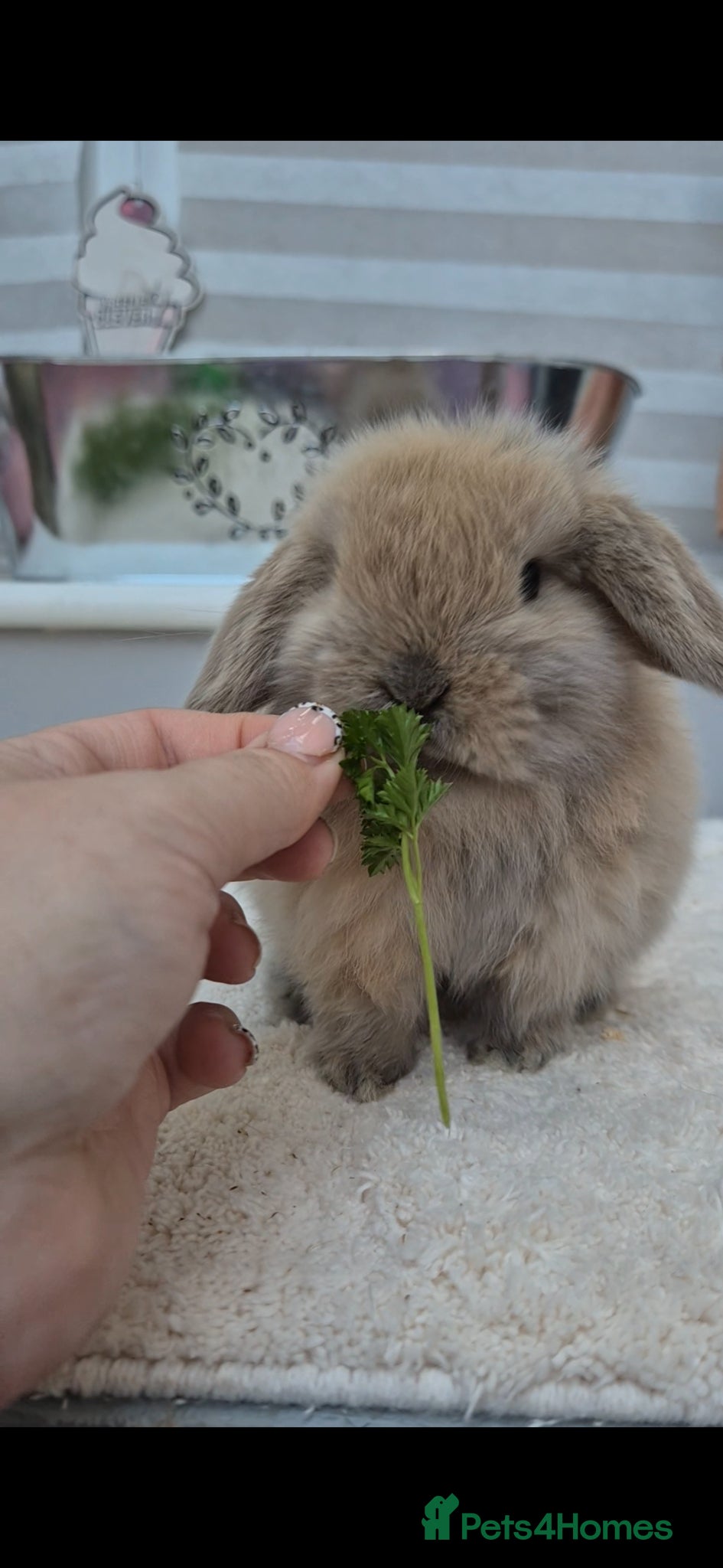 Mini Lop rabbits Mini lop Rabbit - Advert 9