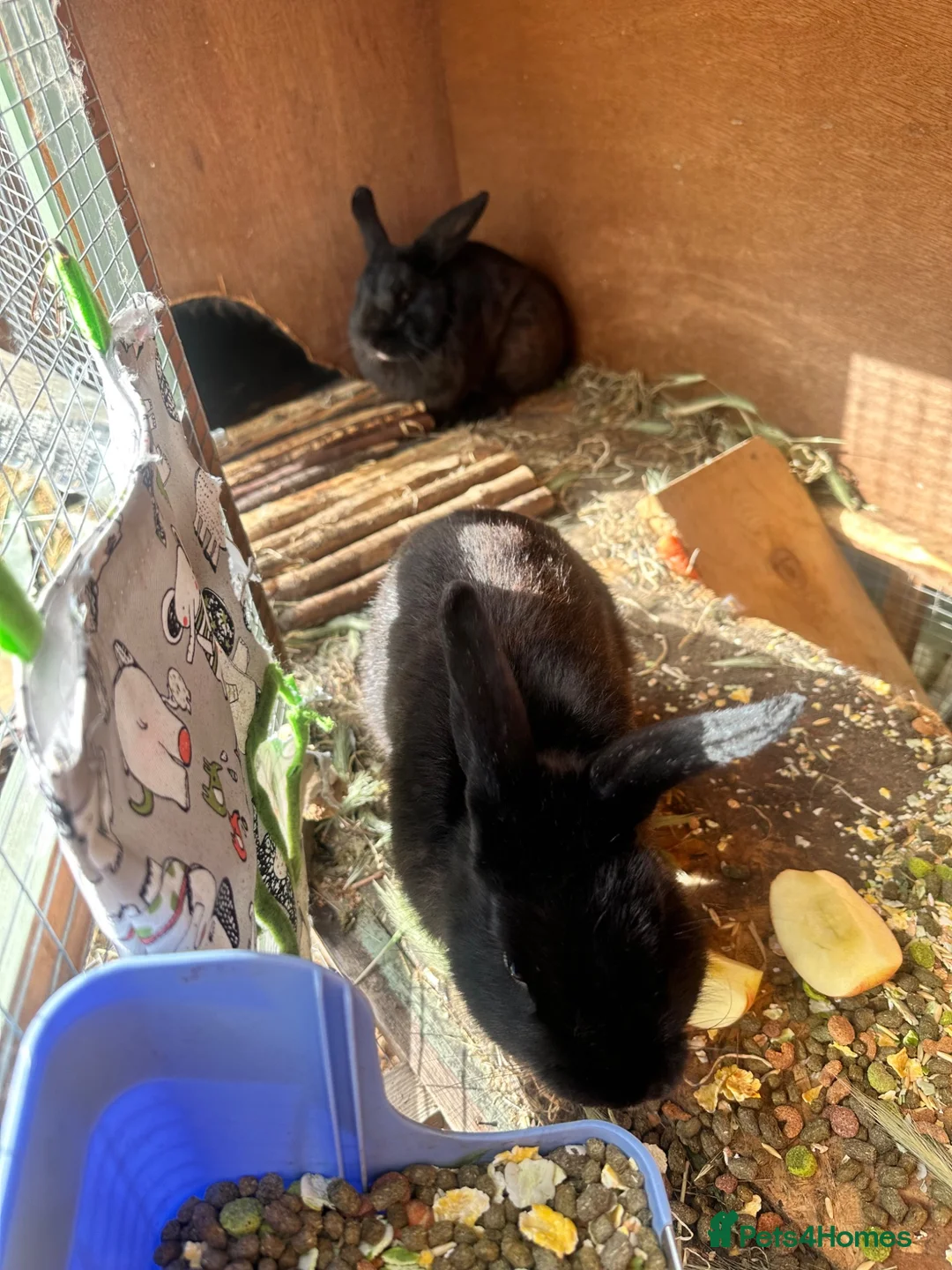 Mixed Breed rabbits for sale: Rabits for sale  - Advert 2
