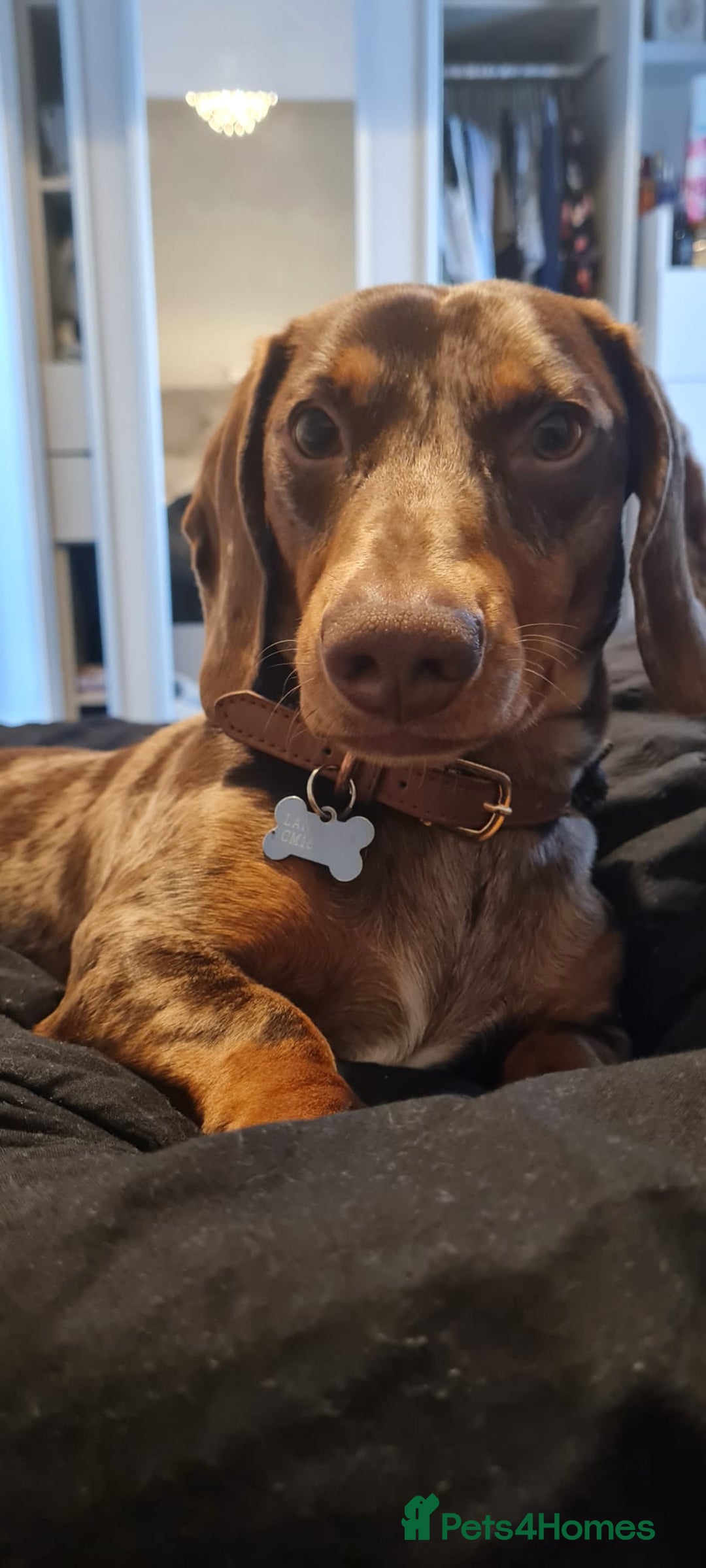 Dachshund dogs for stud: Standard Dapple Dachshund Stud - Image 3