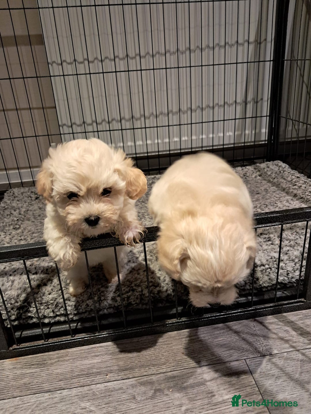 Maltipoo dogs for sale: Maltipoo pups ready now  - Advert 4