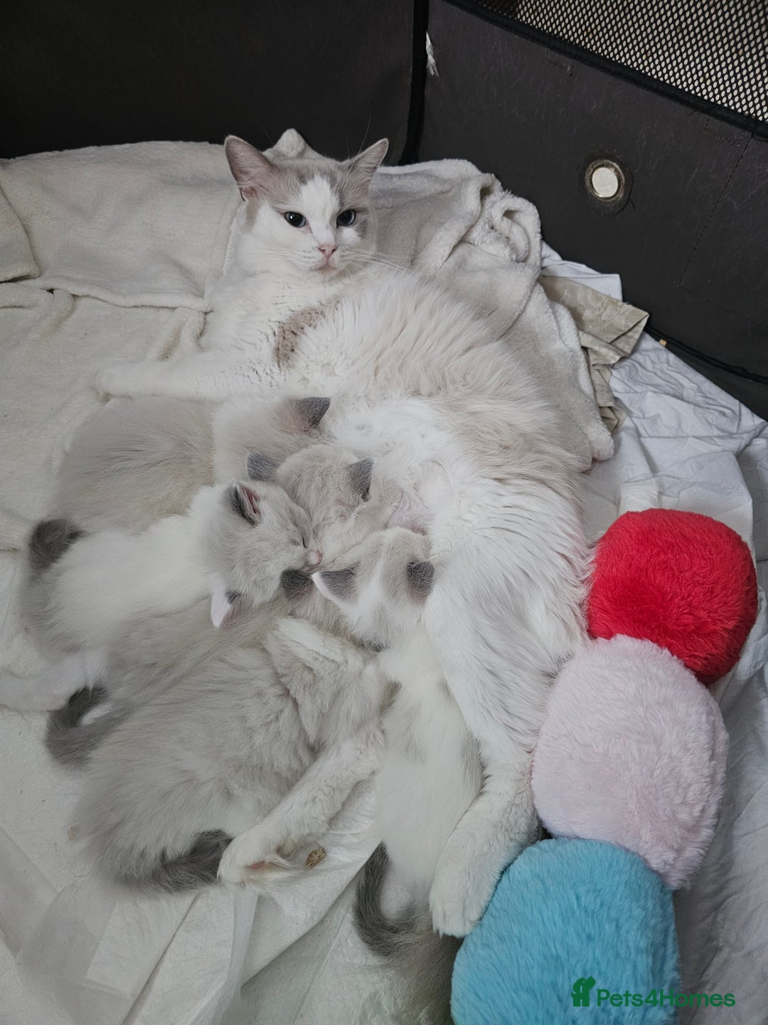 Ragdoll cats for sale: Ragdoll Bicolor 3 boys.  - Advert 2