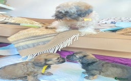 Mixed Breed dogs for sale: 2 little boys ready for forever homes - Image 4