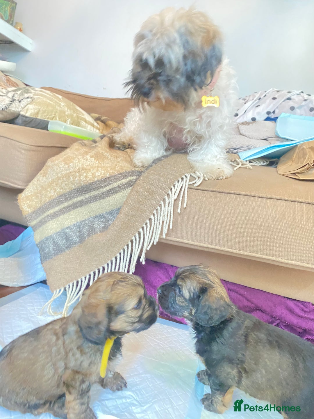 Mixed Breed dogs for sale: 2 little boys ready for forever homes - Image 4