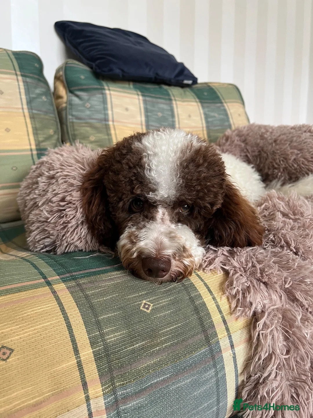 Miniature Poodle dogs for sale: Very Special Miniature Poodle💛  - Advert 2
