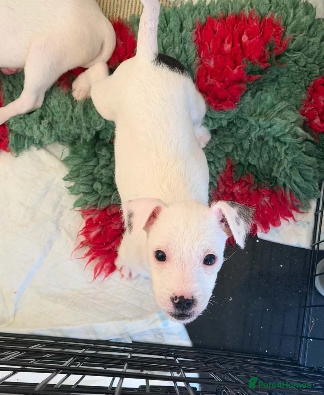 Jack Russell dogs for sale: Male Jack Russell puppy ready now  - Advert 1