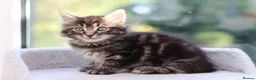 Mixed Breed cats for sale: Tabby Kittens Ready SOON - Advert 2