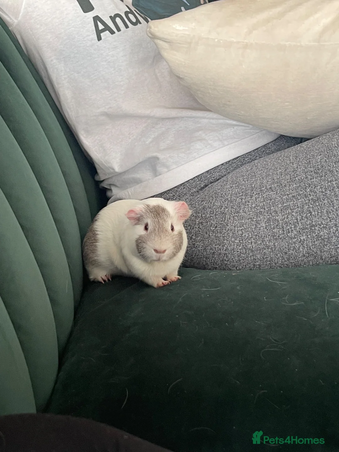 Guinea Pig rodents for sale: Two gorgeous pigs for adoption 💗 - Advert 2