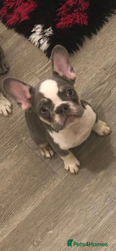 French Bulldog dogs ⭐ Last boy KC Registered Frenchies ⭐  - Advert 1