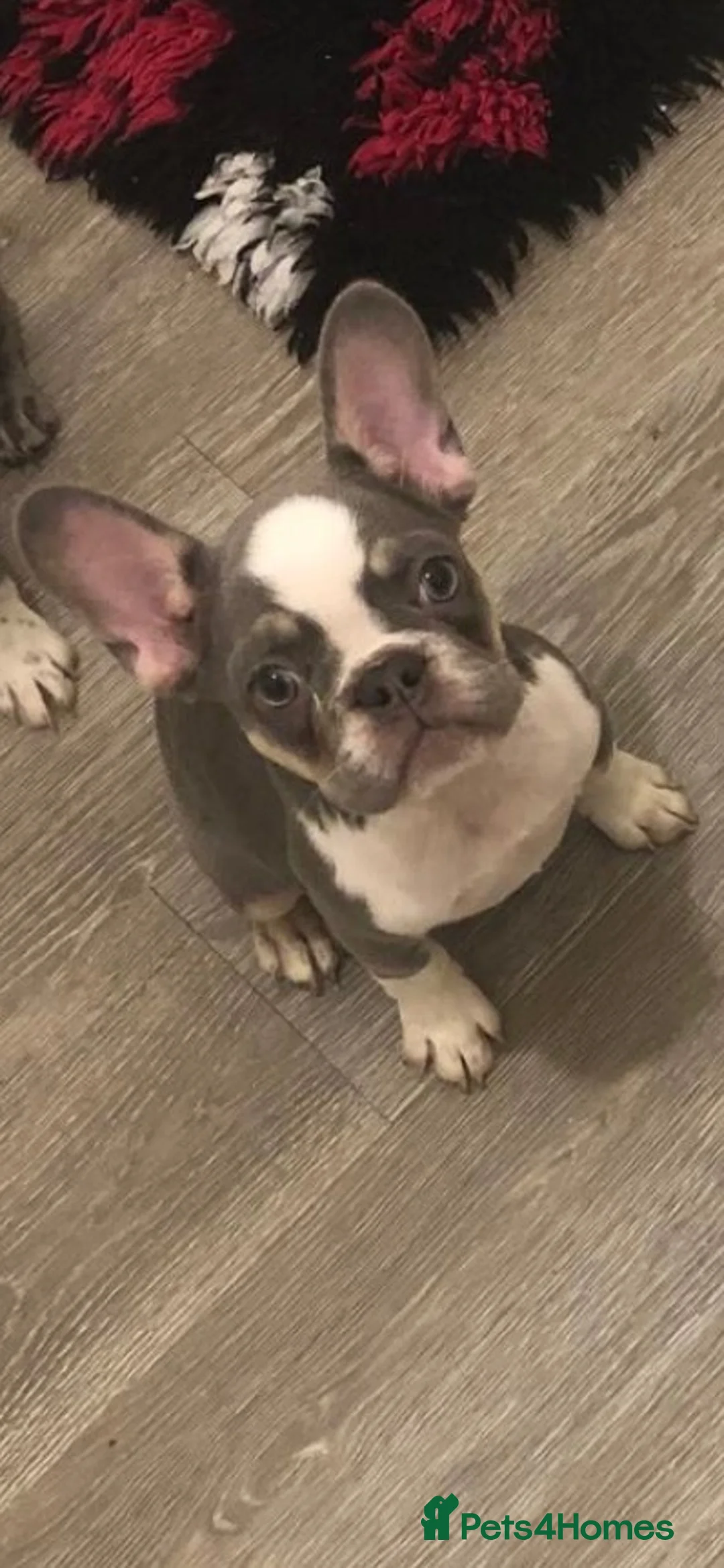 French Bulldog dogs for sale: ⭐ Last boy KC Registered Frenchies ⭐  - Advert 1