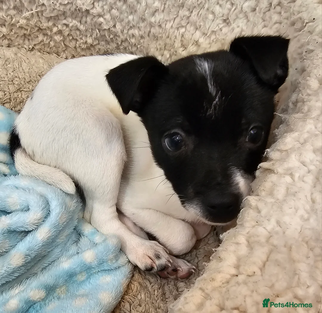 Jack Chi dogs for stud: Chihuahua x Jack Russell For Stud - Advert 12