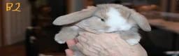 Mini Lop rabbits for sale: 5 Mini Lop x Mini Plush babies  - Advert 6