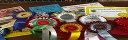 Rottweiler dogs for stud: Alfie  - Advert 2