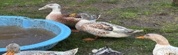 Ducks poultry for sale: Silver Appleyard Drakes - Advert 4