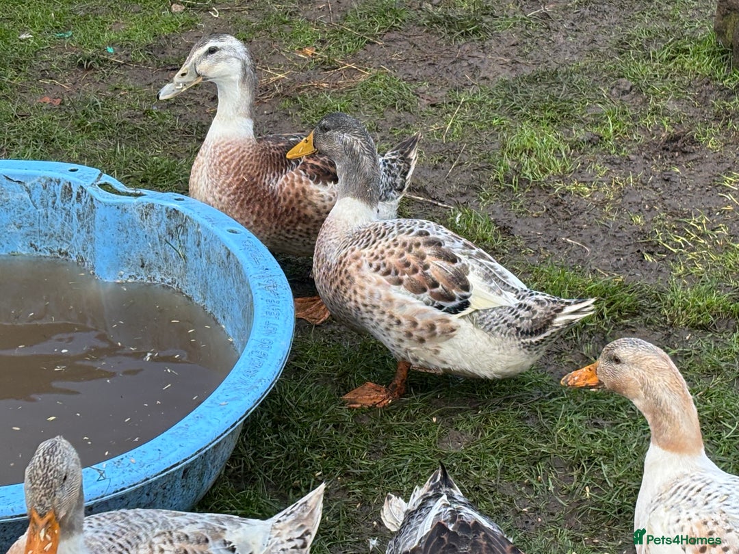 Ducks poultry for sale: Silver Appleyard Drakes - Image 4