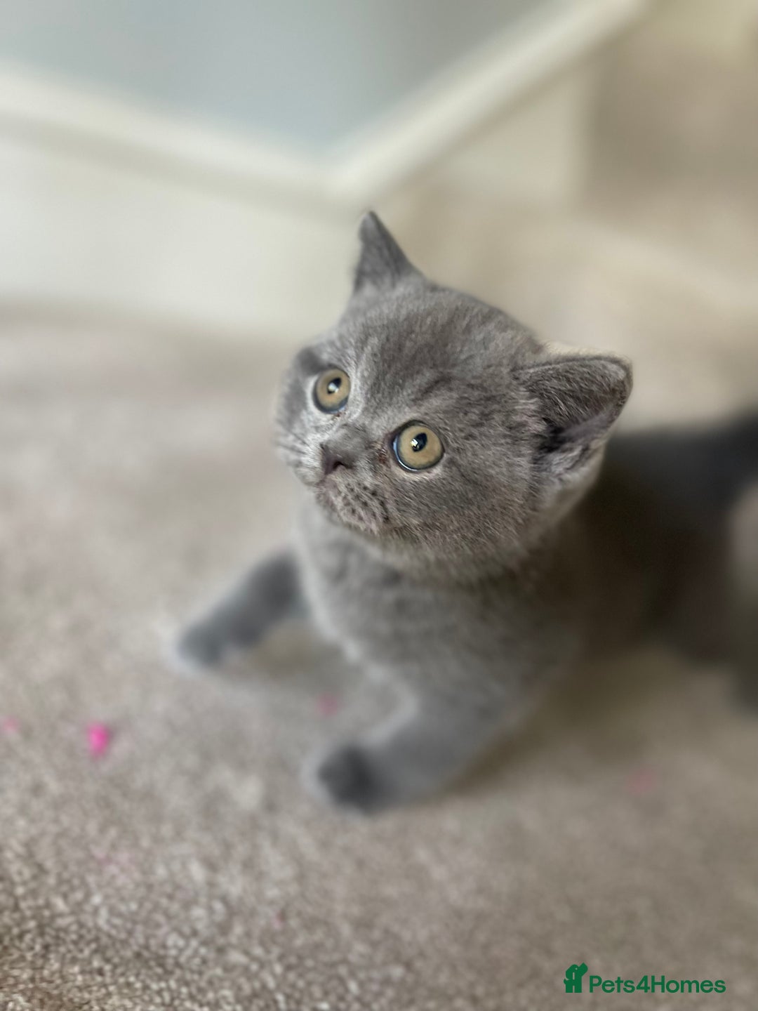 British Shorthair cats for sale: Last Chunky Boy ready to go✨ - Image 6