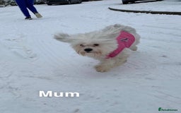 Malshi dogs for sale: Only 4 fantastic Malshi’s left - Image 16