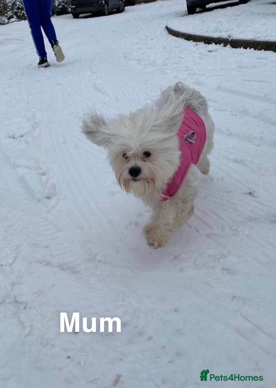 Malshi dogs for sale: Only 4 fantastic Malshi’s left - Image 16