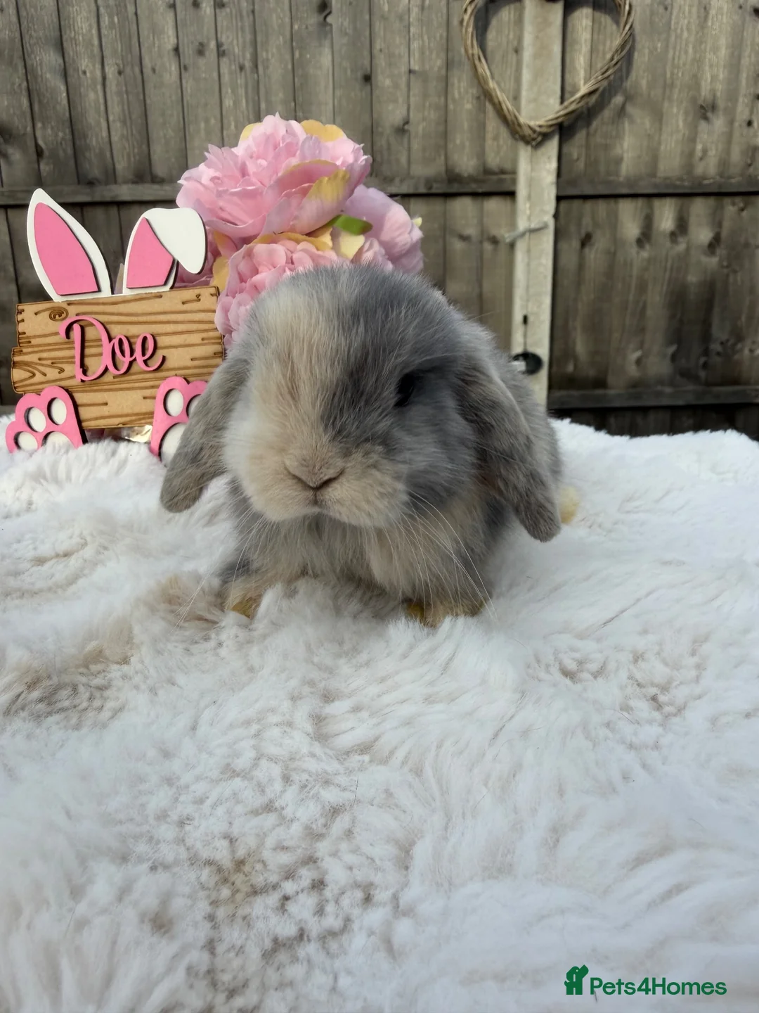 Mini Lop rabbits for sale: Gorgeous Mini Lops ready 22nd September - Advert 1