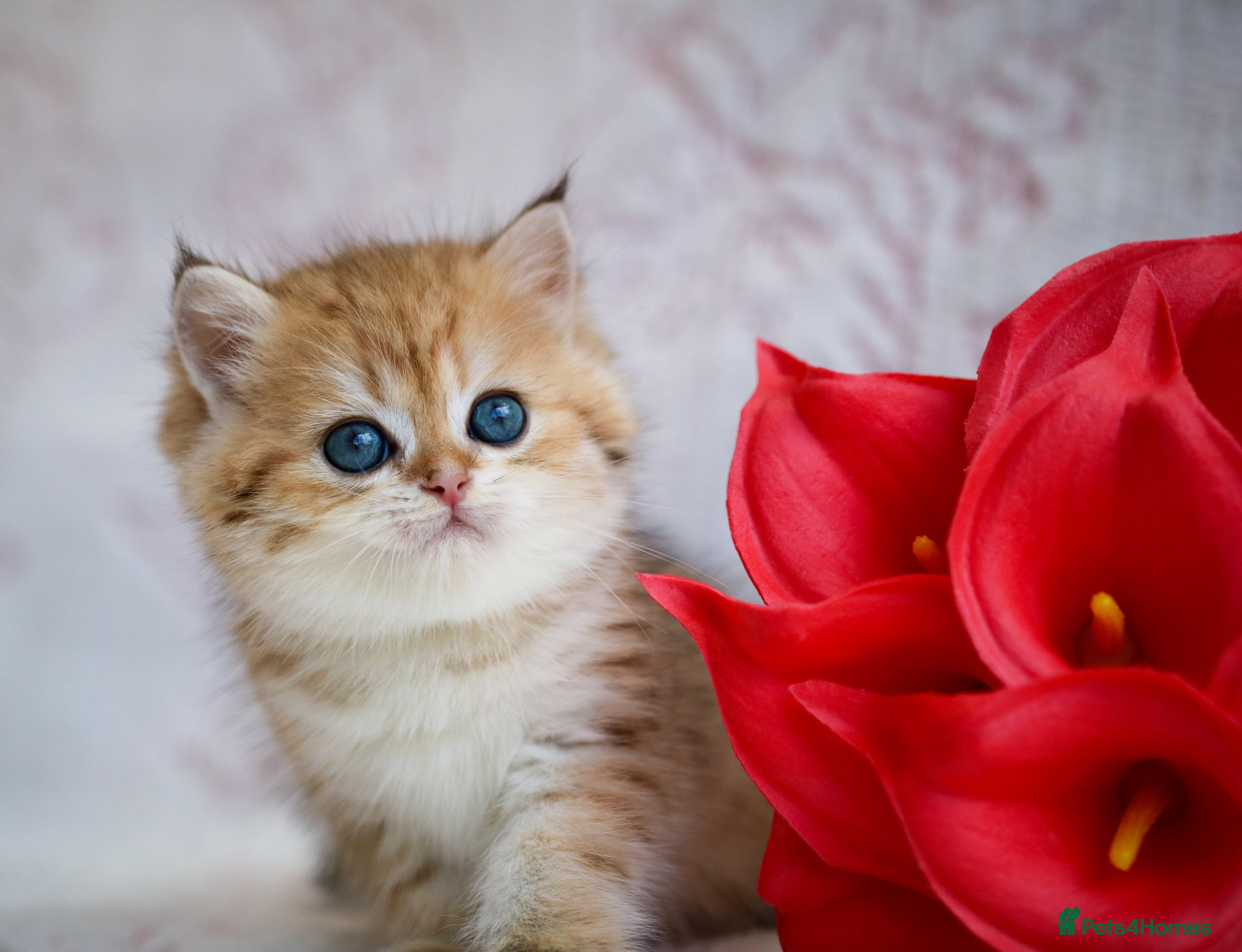 British Shorthair cats British shorthair available 🦁 - Advert 2