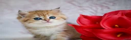British Shorthair cats for sale: British shorthair available 🦁 - Advert 1