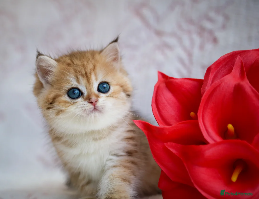 British Shorthair cats for sale: British shorthair available 🦁 - Advert 1