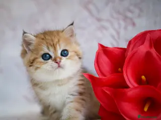 British Shorthair cats British shorthair available 🦁 - Advert 2