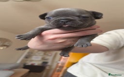 French Bulldog dogs for sale: Frenchbull dogs for sale  - Image 10