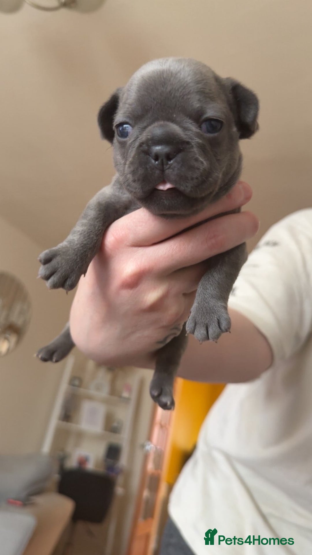French Bulldog dogs for sale: Frenchbull dogs for sale  - Image 10