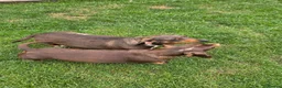 Miniature Dachshund dogs for sale: Kc registered min dachshunds bitches  - Advert 2