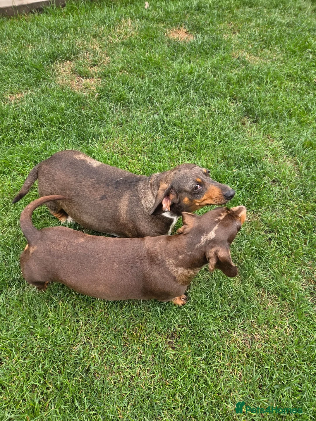 Miniature Dachshund dogs for sale: Kc registered min dachshunds bitches  - Advert 2