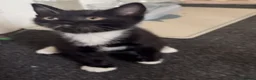 Mixed Breed cats for sale: BSH Mixed Breed - Advert 9