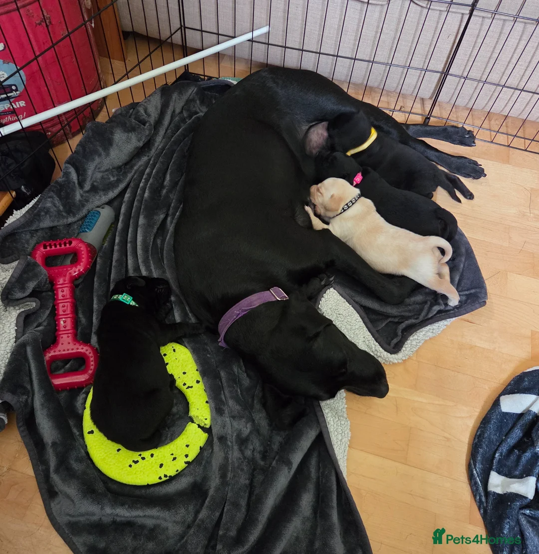 Labrador Retriever dogs for sale: Strong healthy Labrador puppies in Gateshead - Advert 1