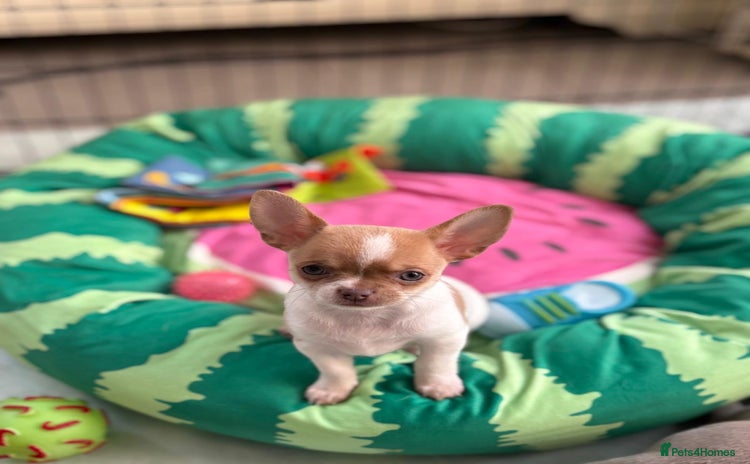 Chihuahua dogs - Advert 5