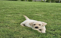 Labrador Retriever dogs for sale: Stunning Labrador puppies - Image 3