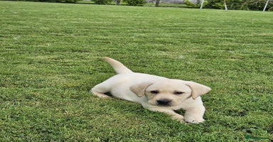 Labrador Retriever dogs - Advert 16