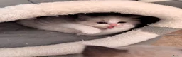 Ragdoll cats for sale: Bicolour ragdoll kittens and mum for sale - Advert 7