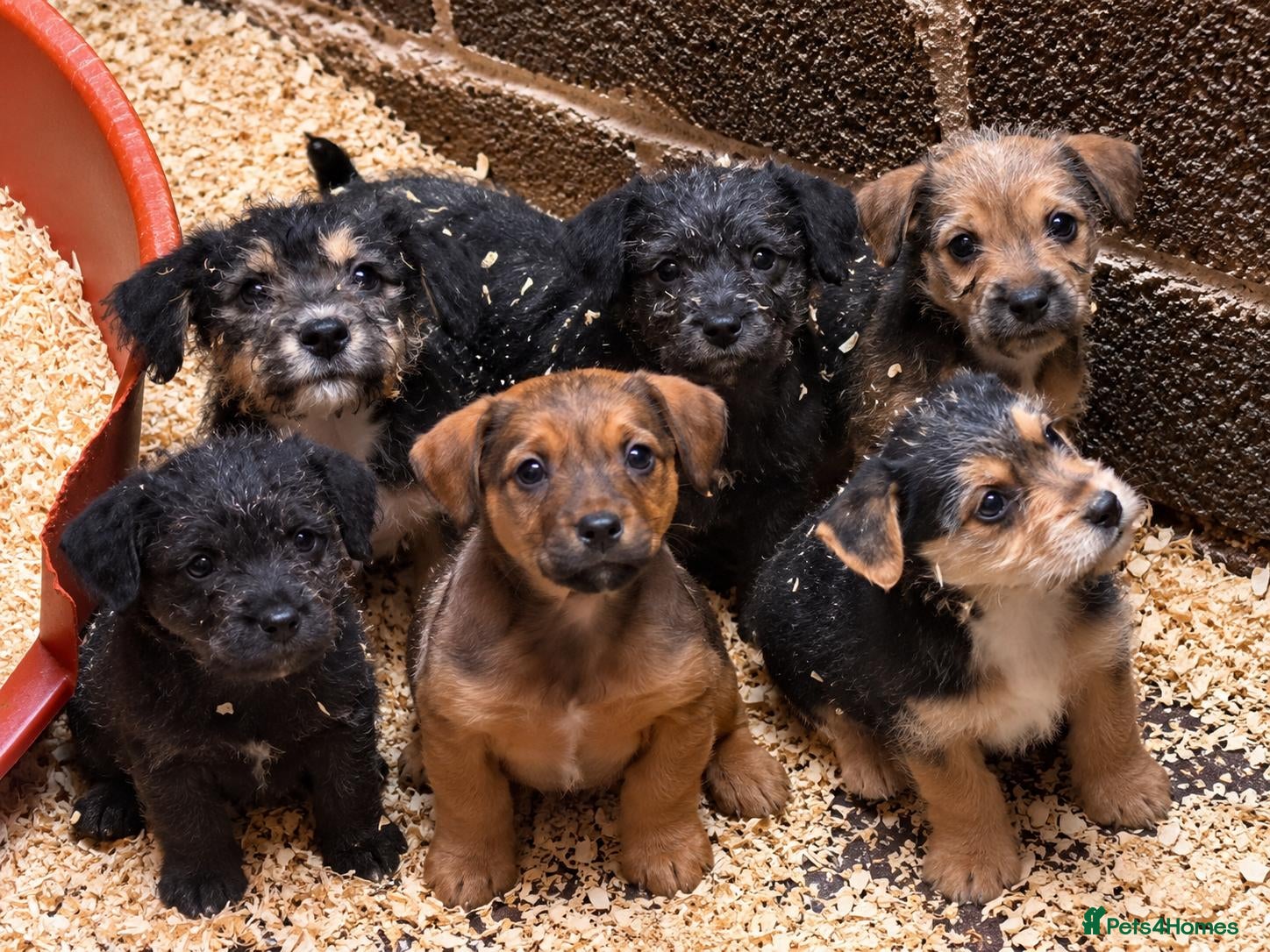 Patterdale Terrier dogs for sale: Patterdale puppies - Advert 19