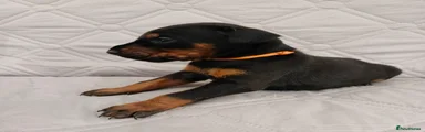 Orange collar female